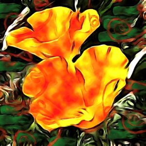 California Poppies | Inci Jones Artist
